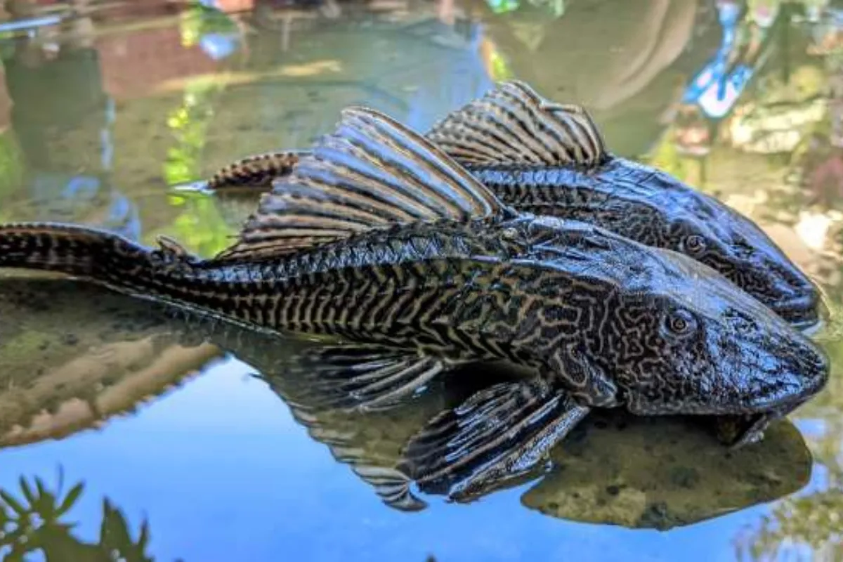 Ikan Sapu-Sapu dan Paradoks Kegagalan Ekologi Perairan Jakarta