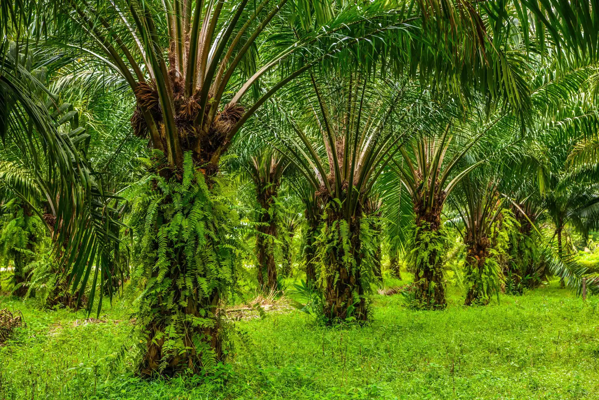 Kementan Bidik Produktivitas Petani Kelapa Sawit Dua Kali Lipat