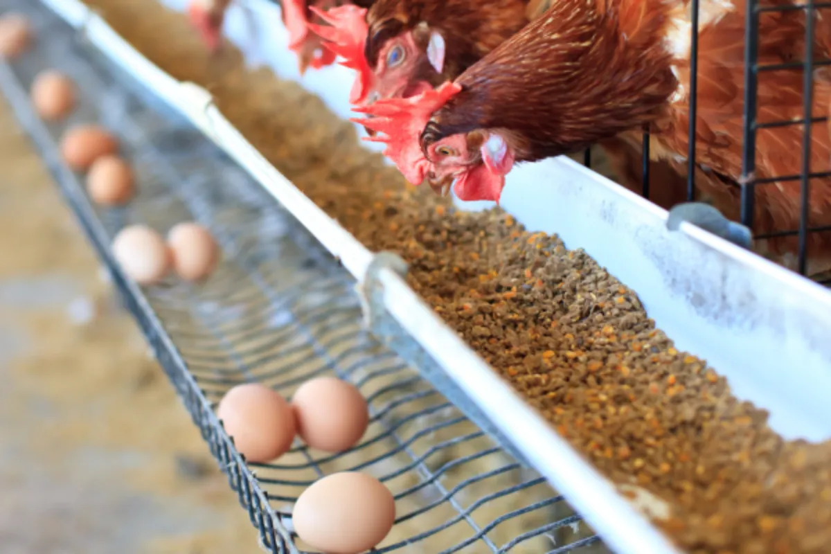 Mengurai Dampak Ekonomi Hilirisasi Ayam Danantara terhadap Stabilitas Harga Pangan