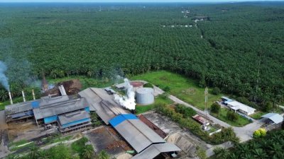 Agrinas Palma Rekrut 20 Ribu Pekerja Sawit, Lokal Diprioritaskan