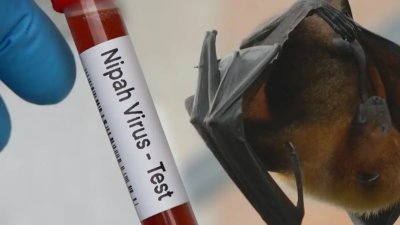 Hati-hati! BRIN Ungkap Virus Nipah Intai Pemukiman Indonesia