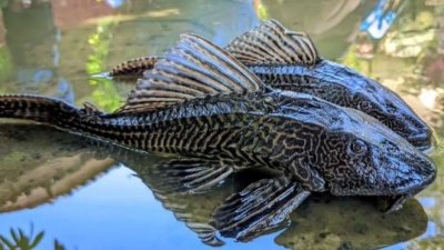Ikan Sapu-Sapu dan Paradoks Kegagalan Ekologi Perairan Jakarta