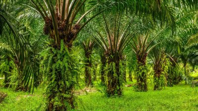 Kementan Bidik Produktivitas Petani Kelapa Sawit Dua Kali Lipat