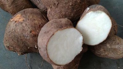 Uwi Hilang di Jawa, Bertumbuh di Dunia