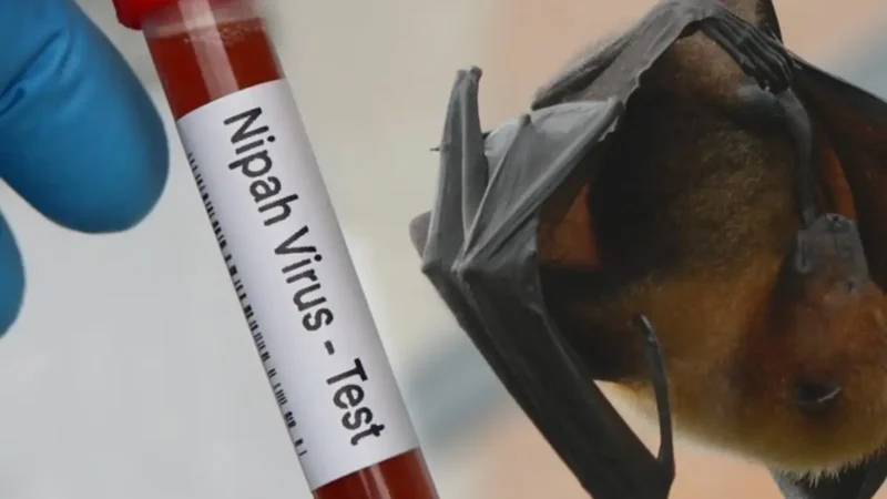 Hati-hati! BRIN Ungkap Virus Nipah Intai Pemukiman Indonesia