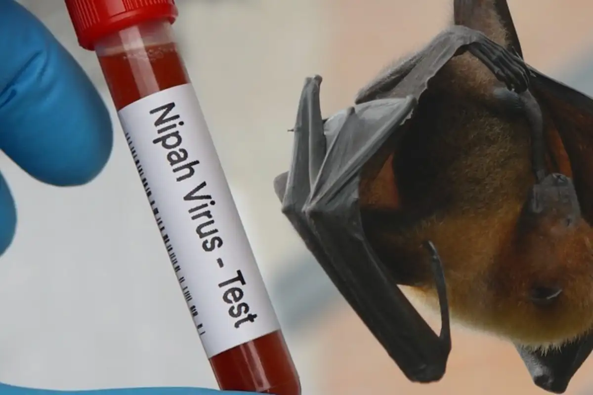 Hati-hati! BRIN Ungkap Virus Nipah Intai Pemukiman Indonesia