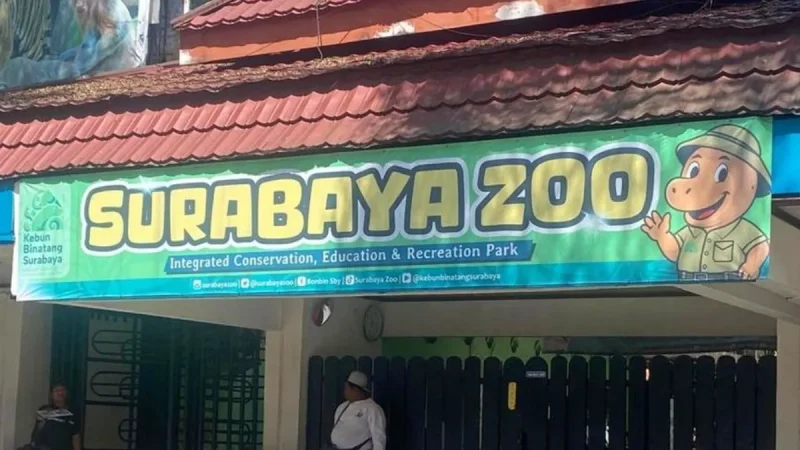 Dugaan Korupsi Kebun Binatang Surabaya Kurangi Pakan, Satwa Kurus hingga Mati