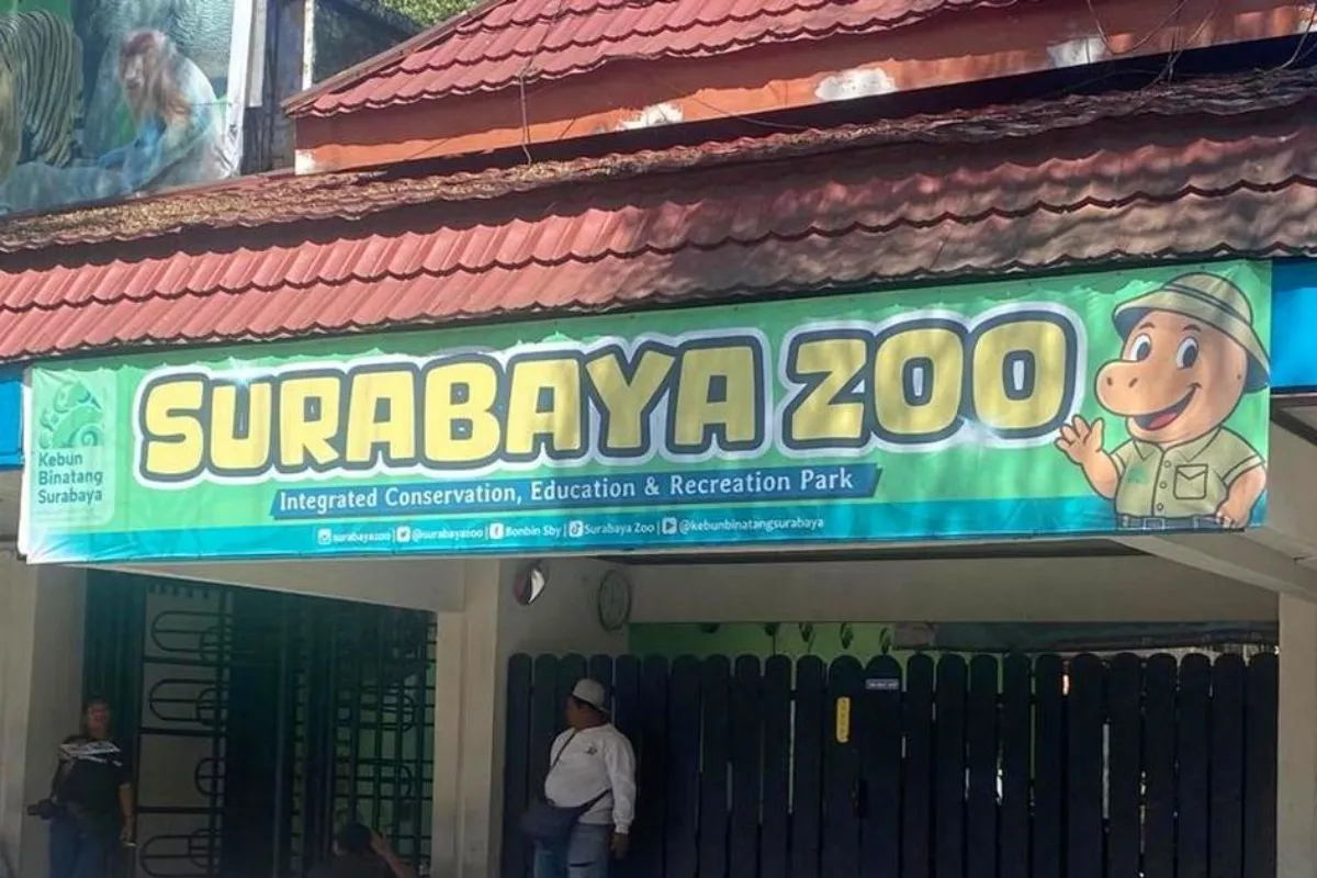 Dugaan Korupsi Kebun Binatang Surabaya Kurangi Pakan, Satwa Kurus hingga Mati