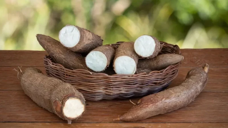 BRIN Ungkap Cara Tepung Singkong Bantu Padamkan Karhutla